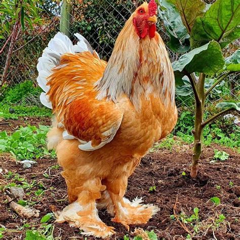 hen prices.